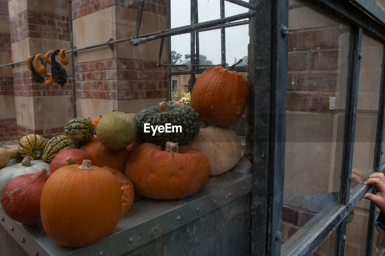 Close-up of pumpkins at tyntesfield seen through glass window