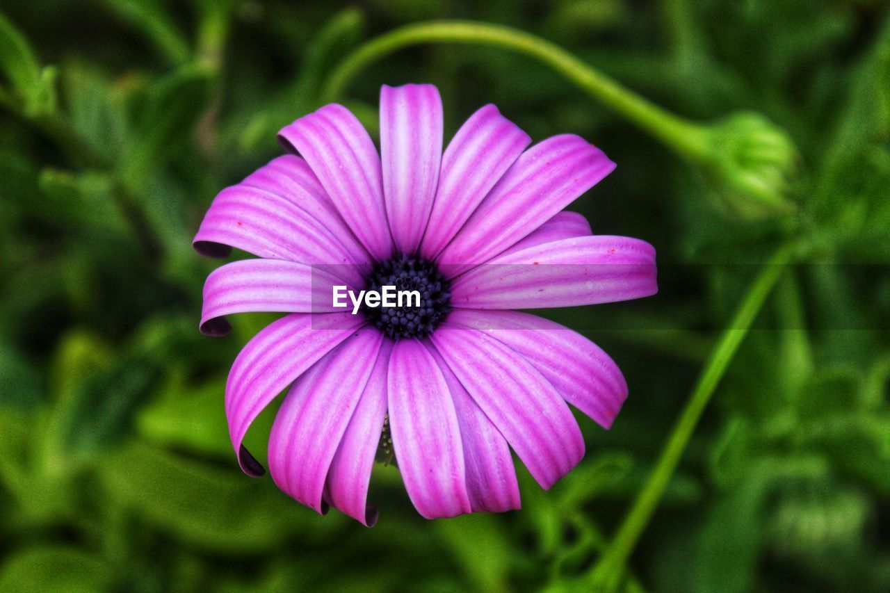 Close-up of purple flower