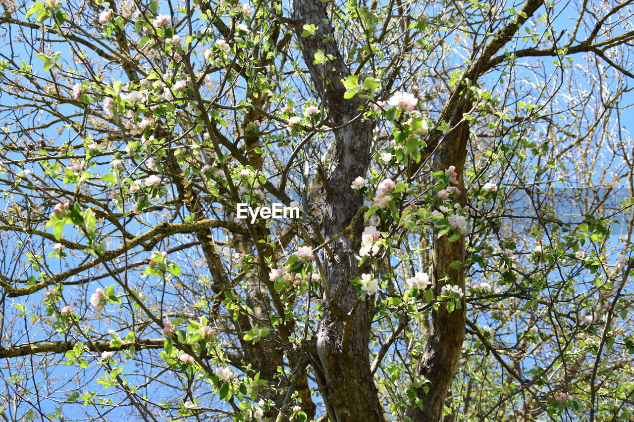 LOW ANGLE VIEW OF FLOWERS ON TREE