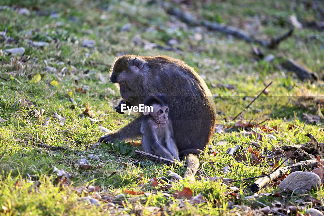 monkey sitting on grassy field