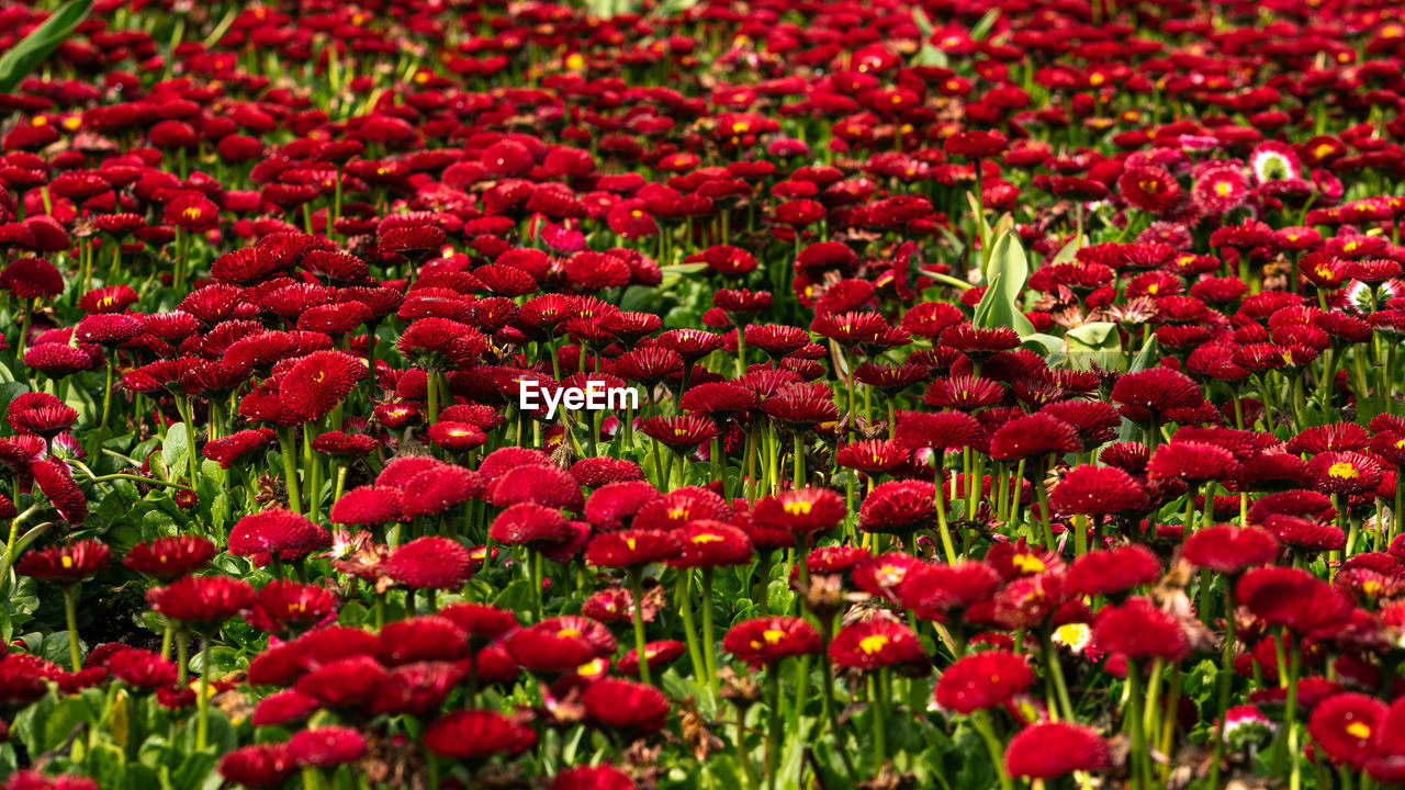 CLOSE-UP OF RED FLOWERING PLANTS