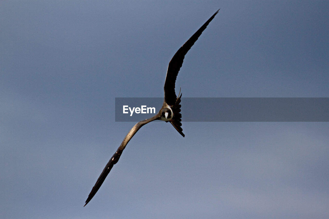 LOW ANGLE VIEW OF SEAGULL FLYING