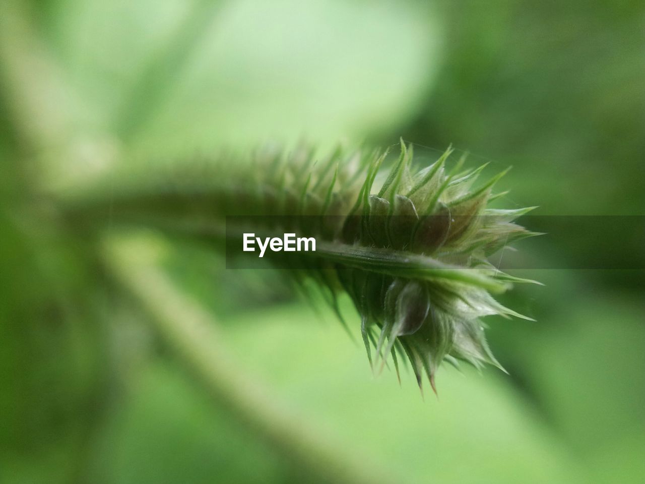 CLOSE-UP OF PLANT OUTDOORS