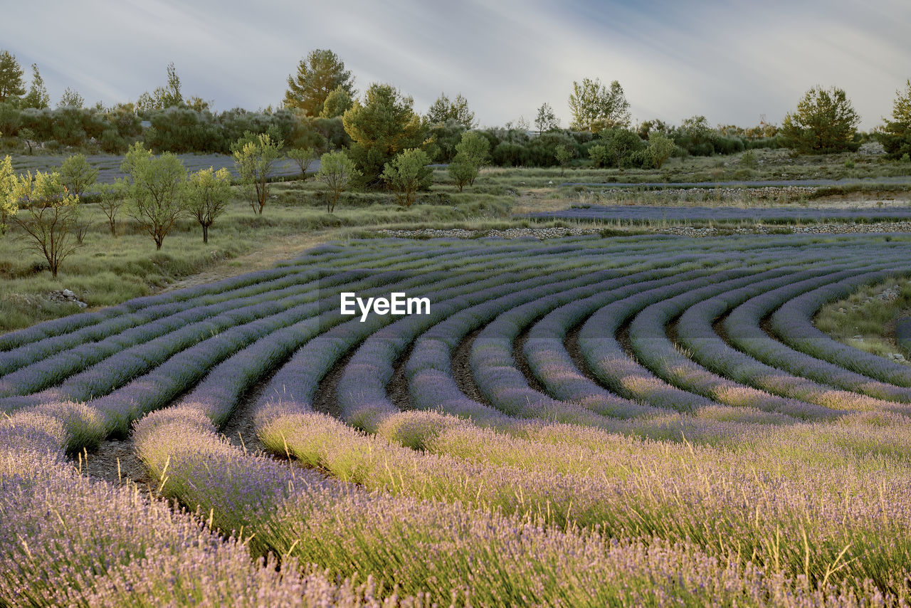 field, plant, landscape, agriculture, land, environment, rural scene, growth, nature, scenics - nature, crop, sky, beauty in nature, flower, in a row, farm, food and drink, no people, tree, food, rural area, pattern, outdoors, tranquility, cloud, soil, tranquil scene, travel, environmental conservation