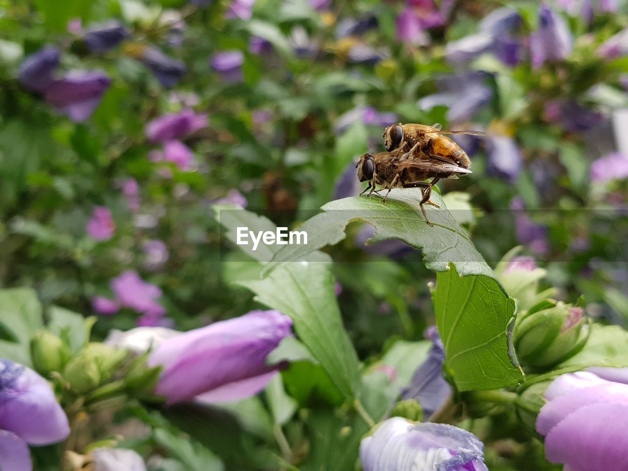 CLOSE-UP OF BEE POLLINATING ON PURPLE FLOWERING PLANT