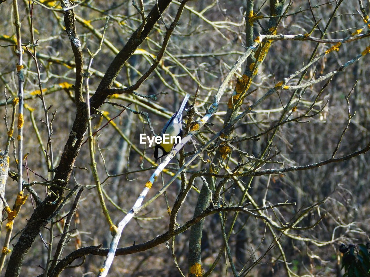 Great tit perching on bare tree in forest