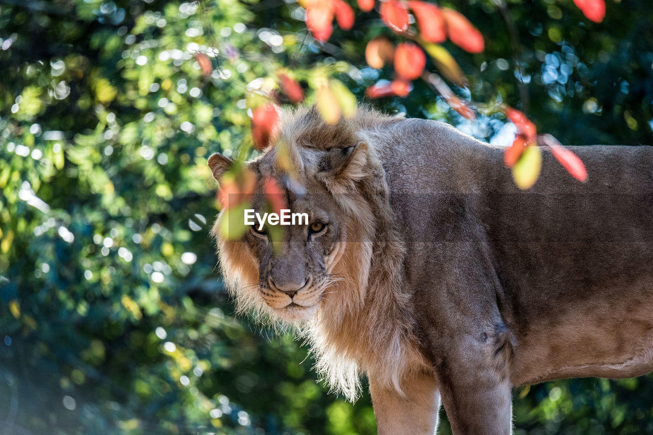 Close-up of lion in zoo