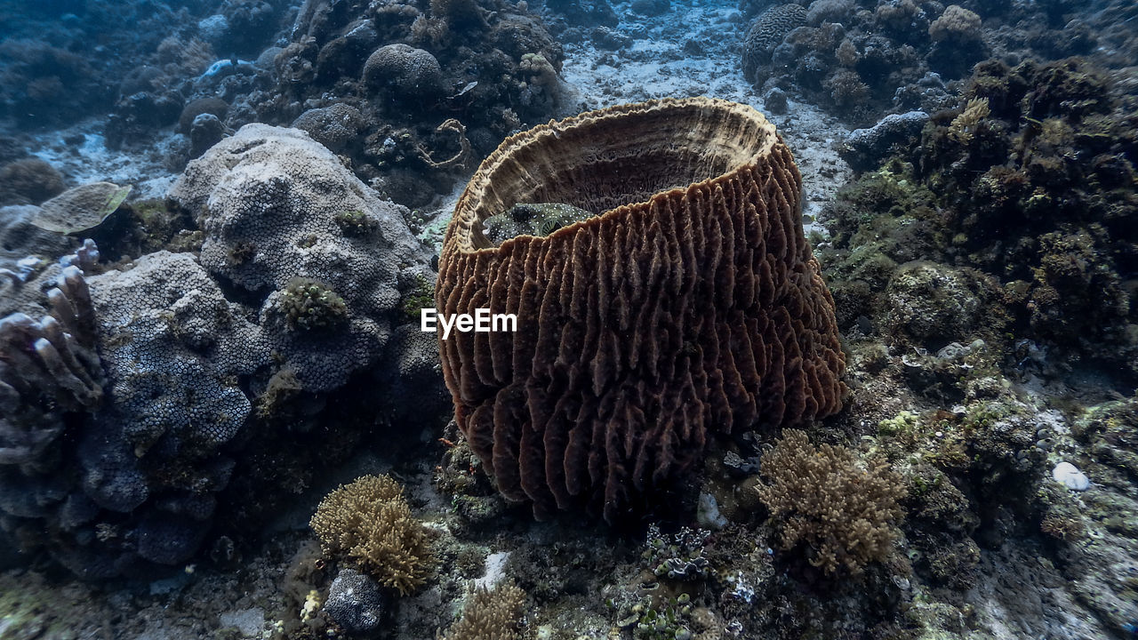 Barrel sponge coral and pufferfish at pagkilatan