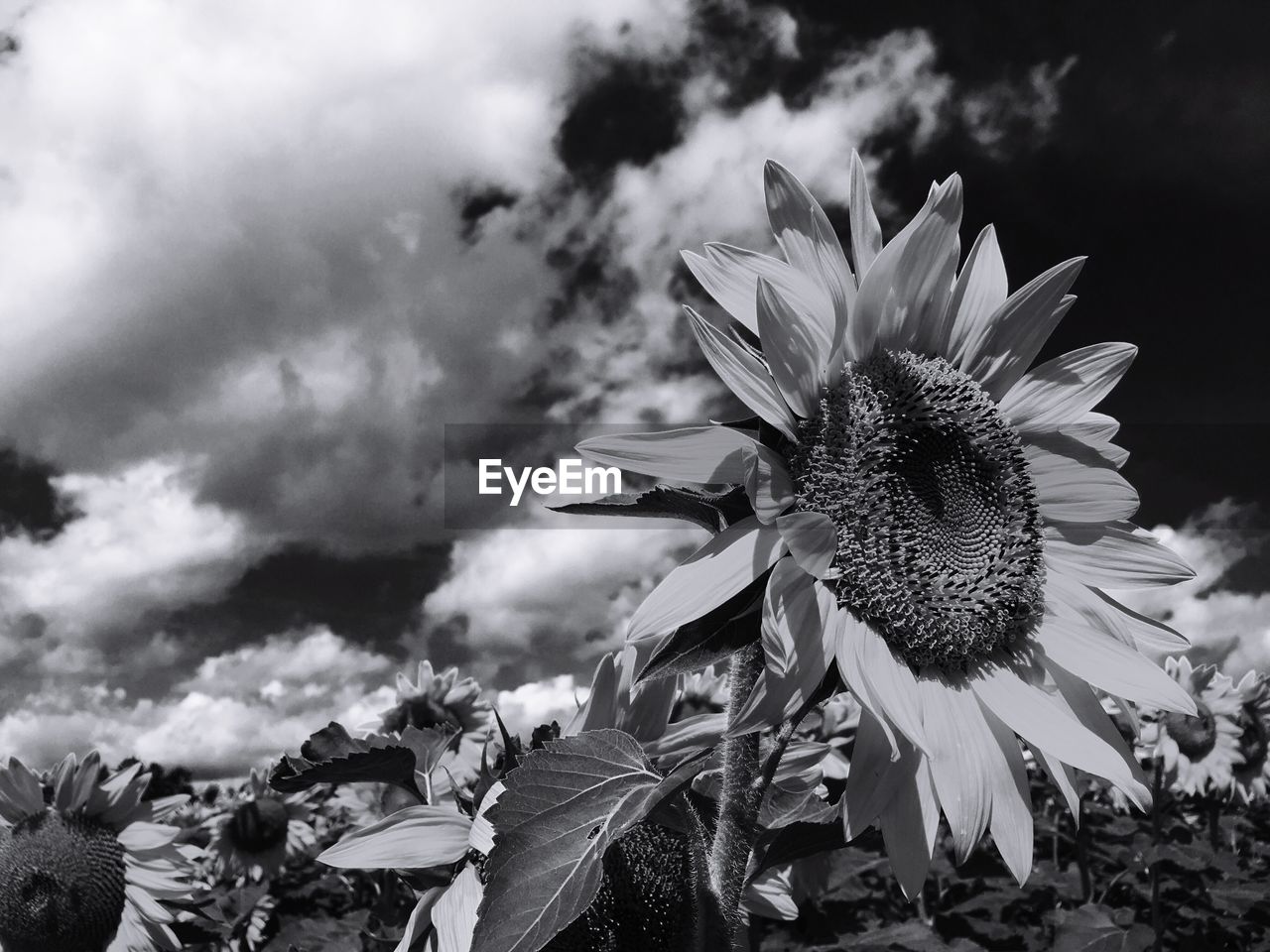 CLOSE-UP OF FLOWERS IN FIELD