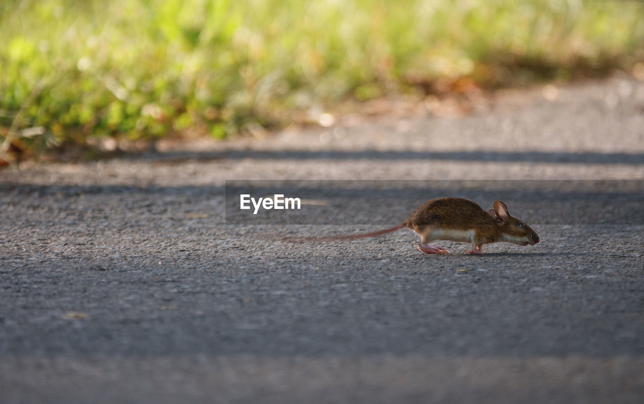 View of squirrel on road