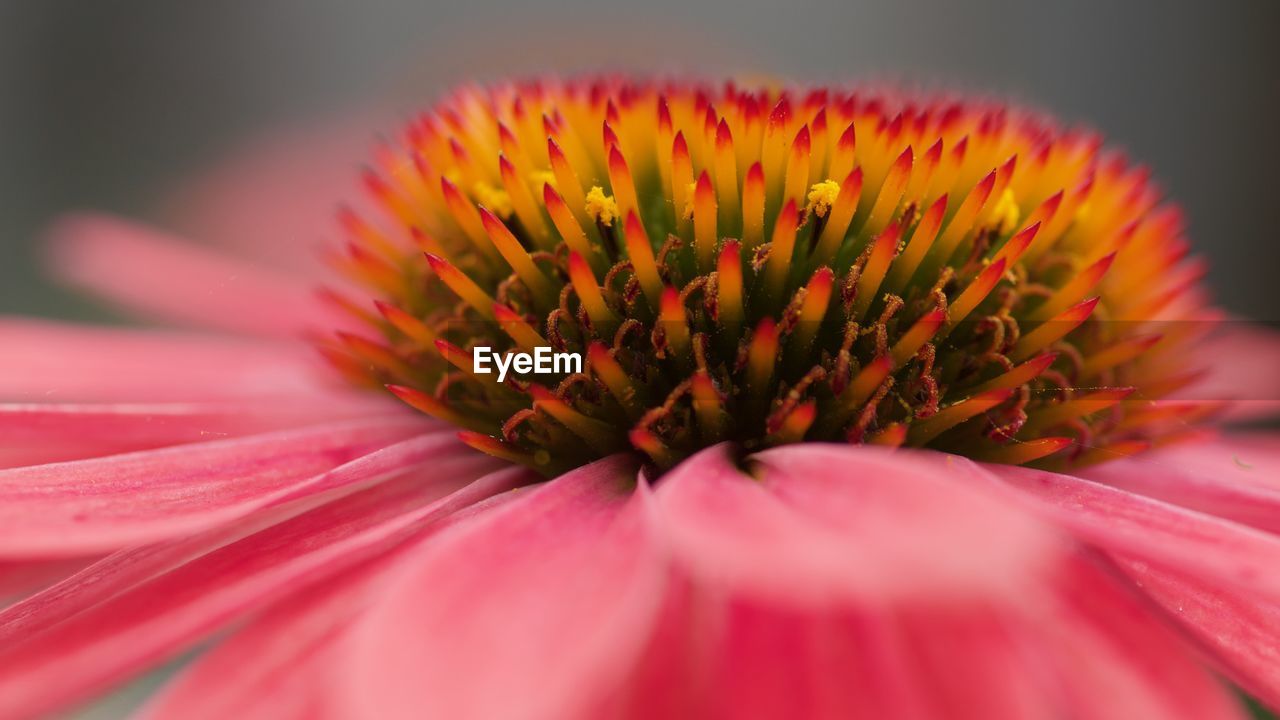 CLOSE-UP OF PINK FLOWER PETAL