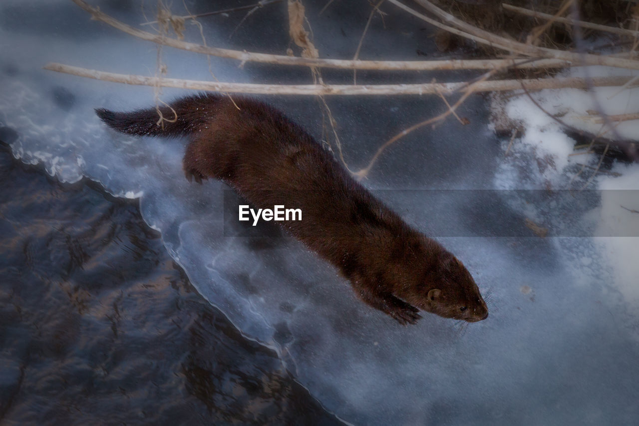 HIGH ANGLE VIEW OF ANIMAL SWIMMING IN LAKE DURING WINTER