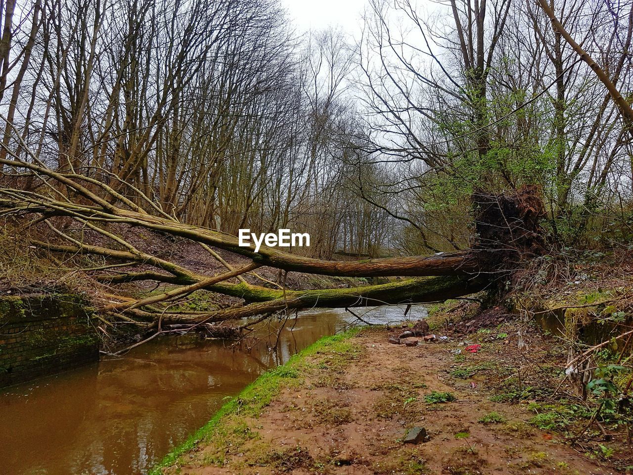 CLOSE-UP OF WATER AGAINST TREES