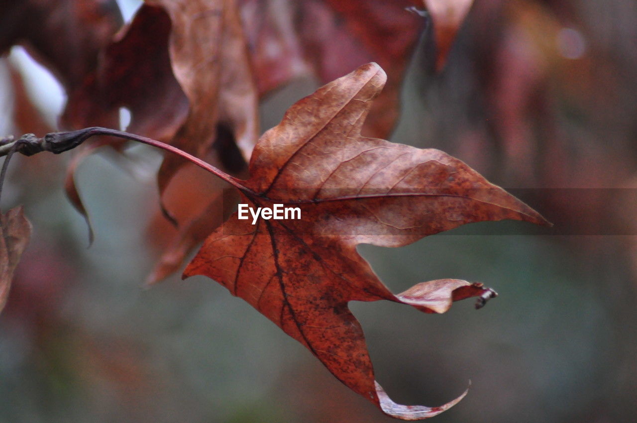 leaf, plant part, autumn, plant, tree, nature, branch, beauty in nature, close-up, red, no people, macro photography, plant stem, dry, outdoors, focus on foreground, flower, maple leaf, day, tranquility, fragility, leaf vein, maple, environment, selective focus, autumn collection, brown