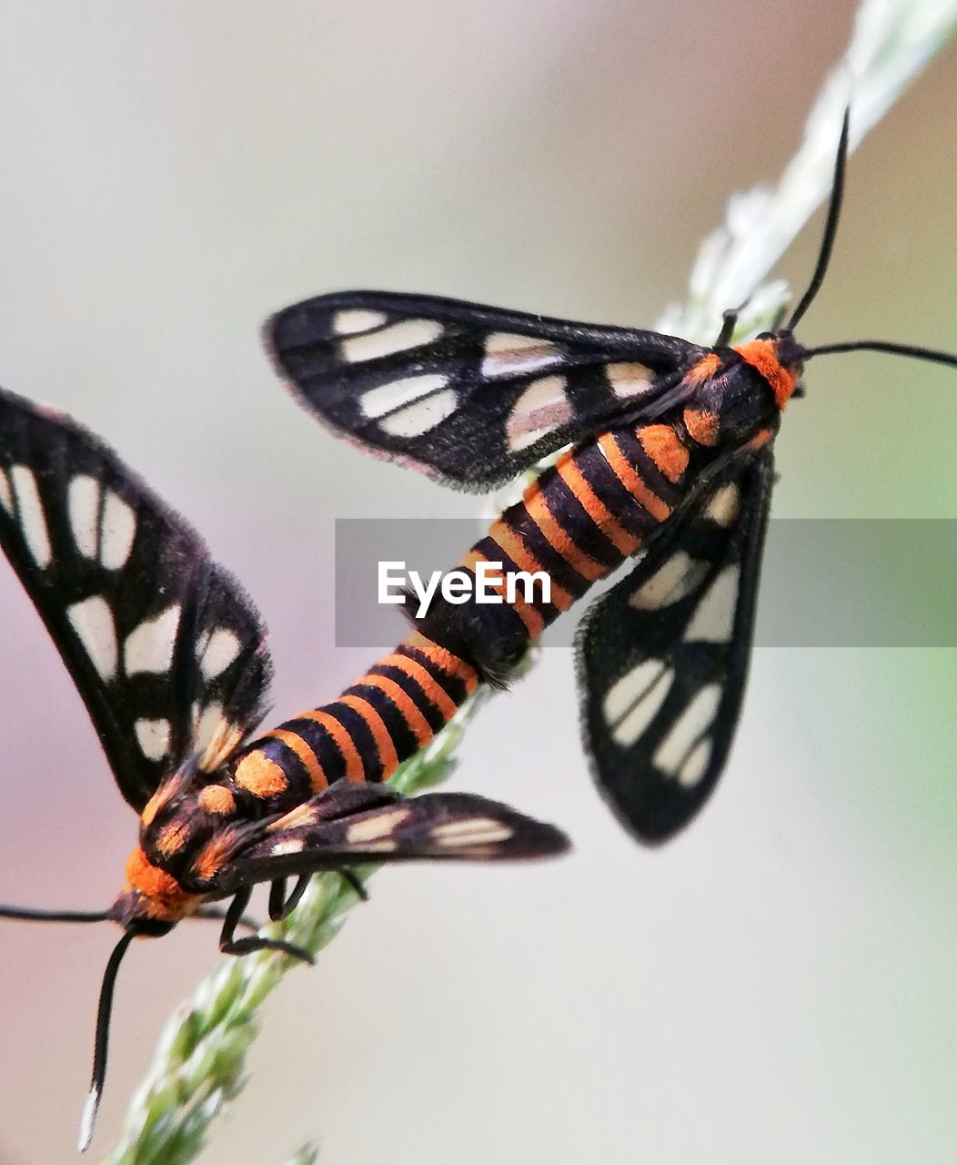 BUTTERFLY ON LEAF