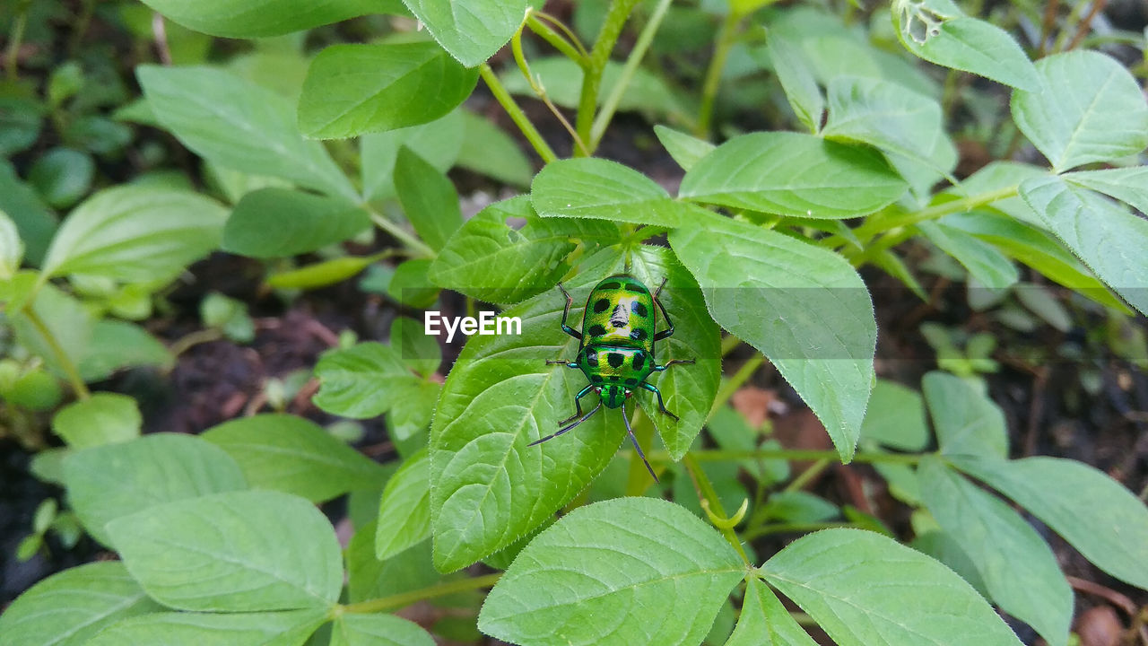 High angle view of insect on leaf, beautiful green colorful insect