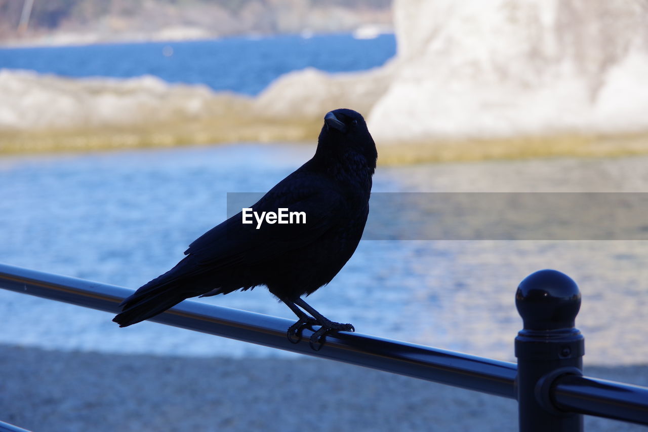 Close-up of bird perching on railing