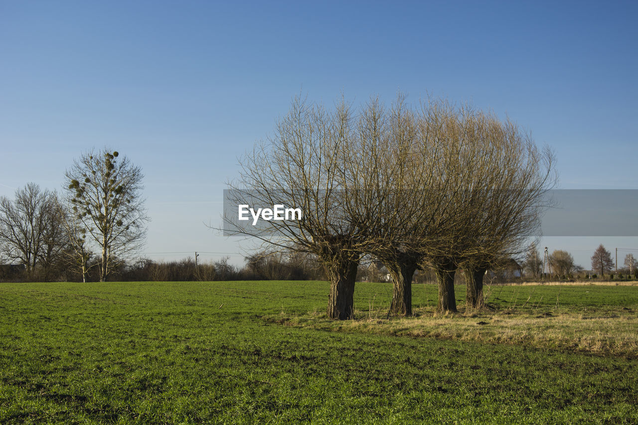 Trees on field against clear sky