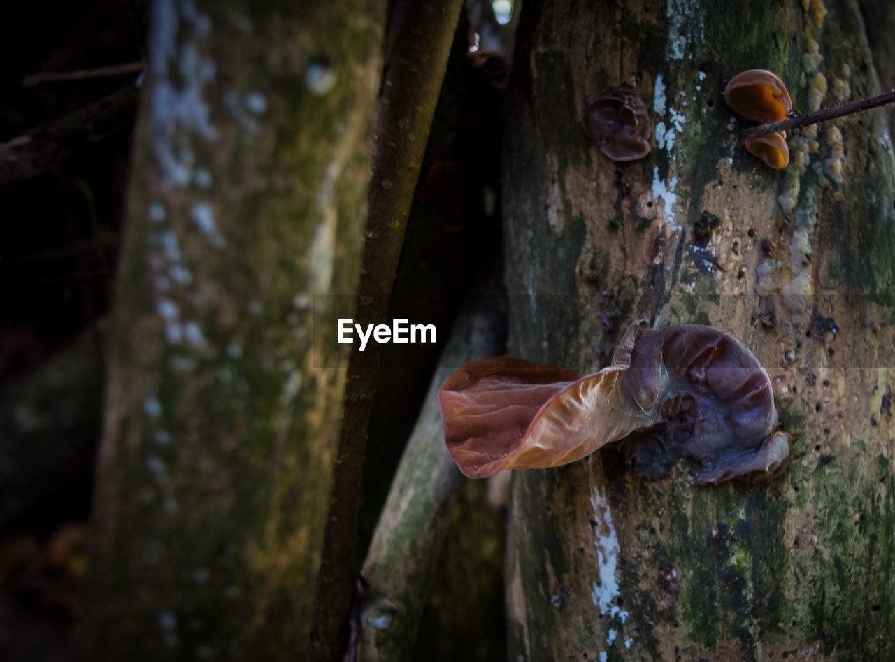 Close-up of mushrooms growing on tree trunk