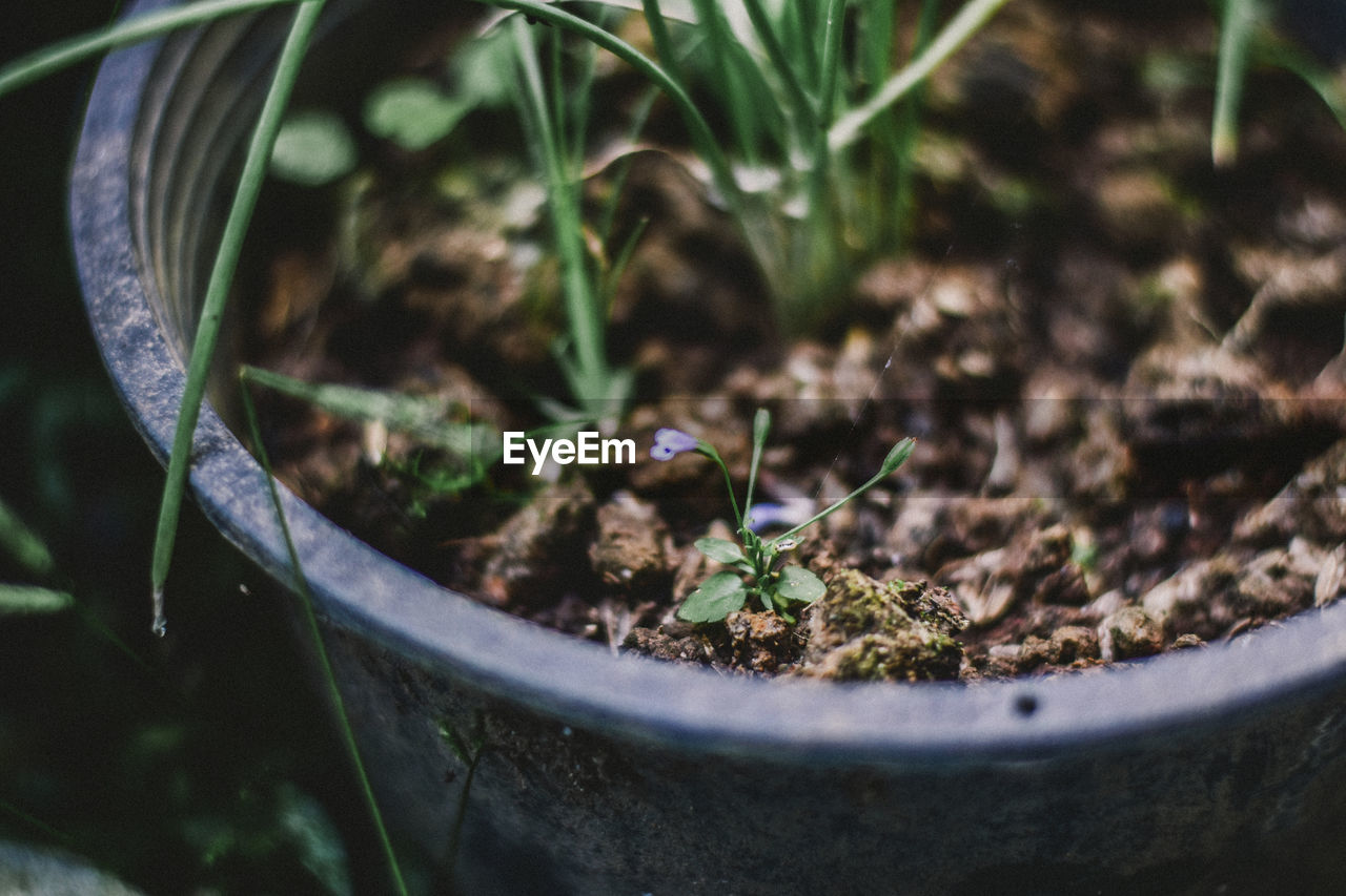 Close-up of potted plant in field