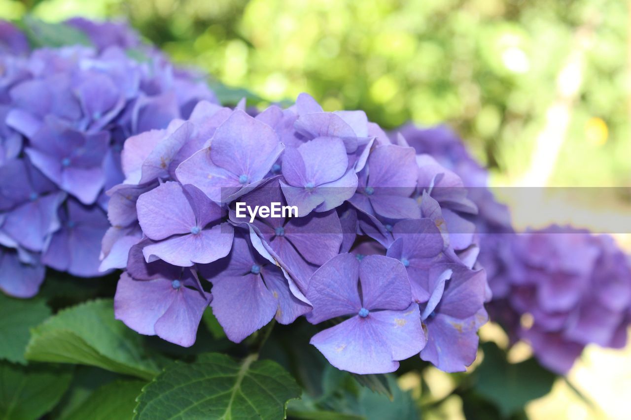 Close-up of purple hydrangea