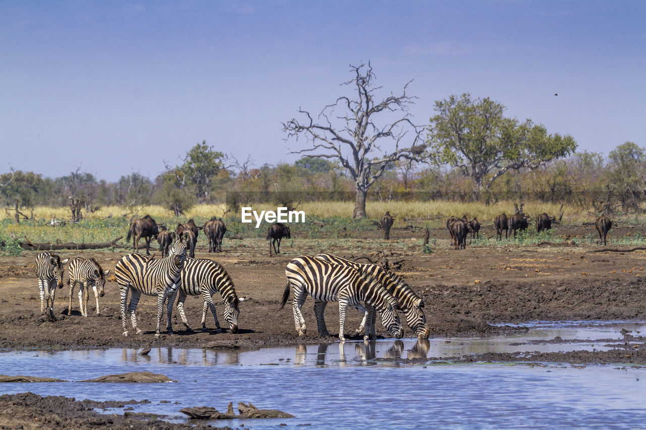 Zebras drinking water from lake against clear sky