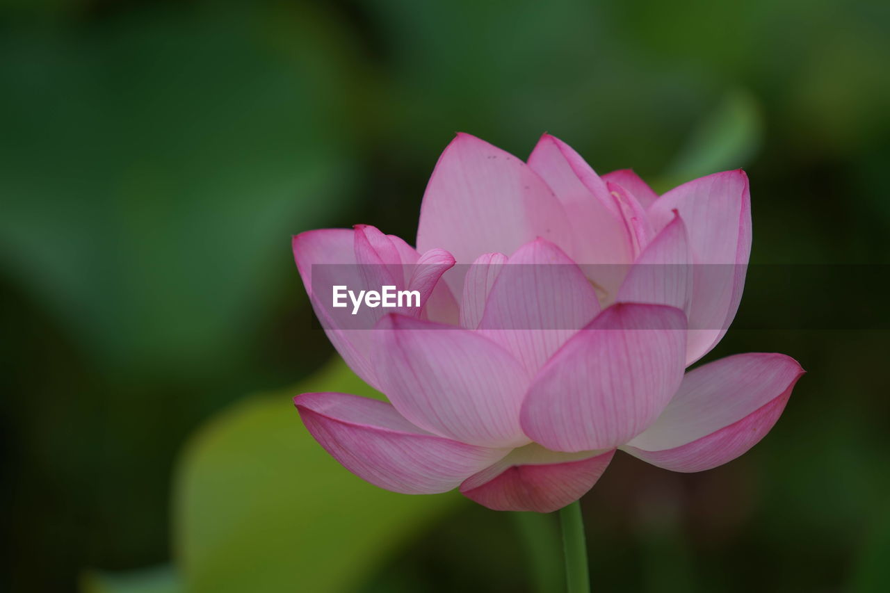 Close-up of pink water lily