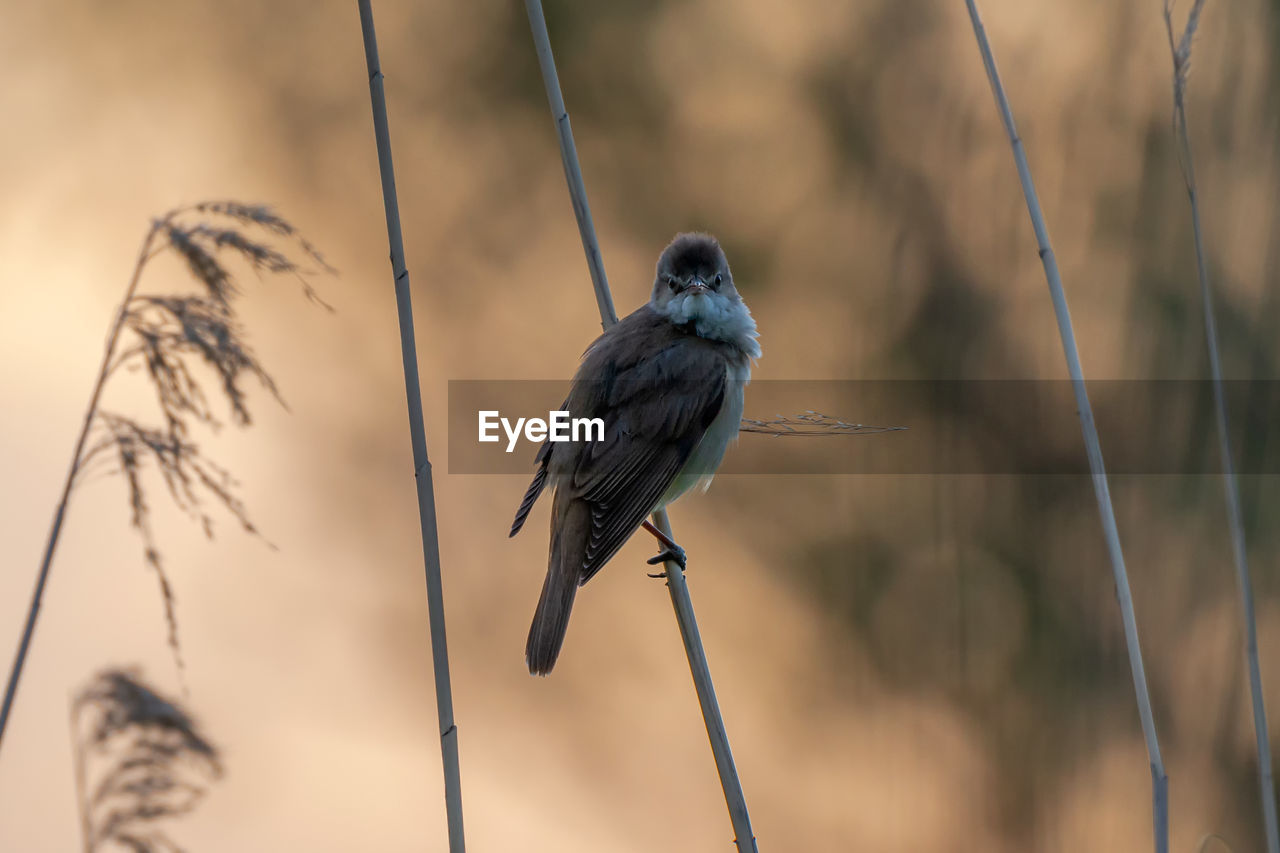 BIRD PERCHING ON BRANCH