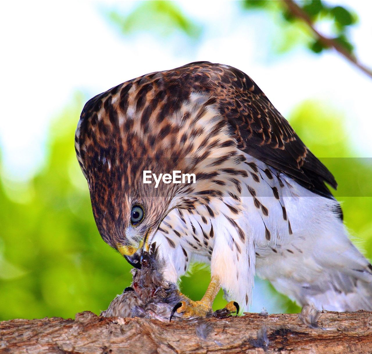 Cooper hawk eating meat while perching on branch