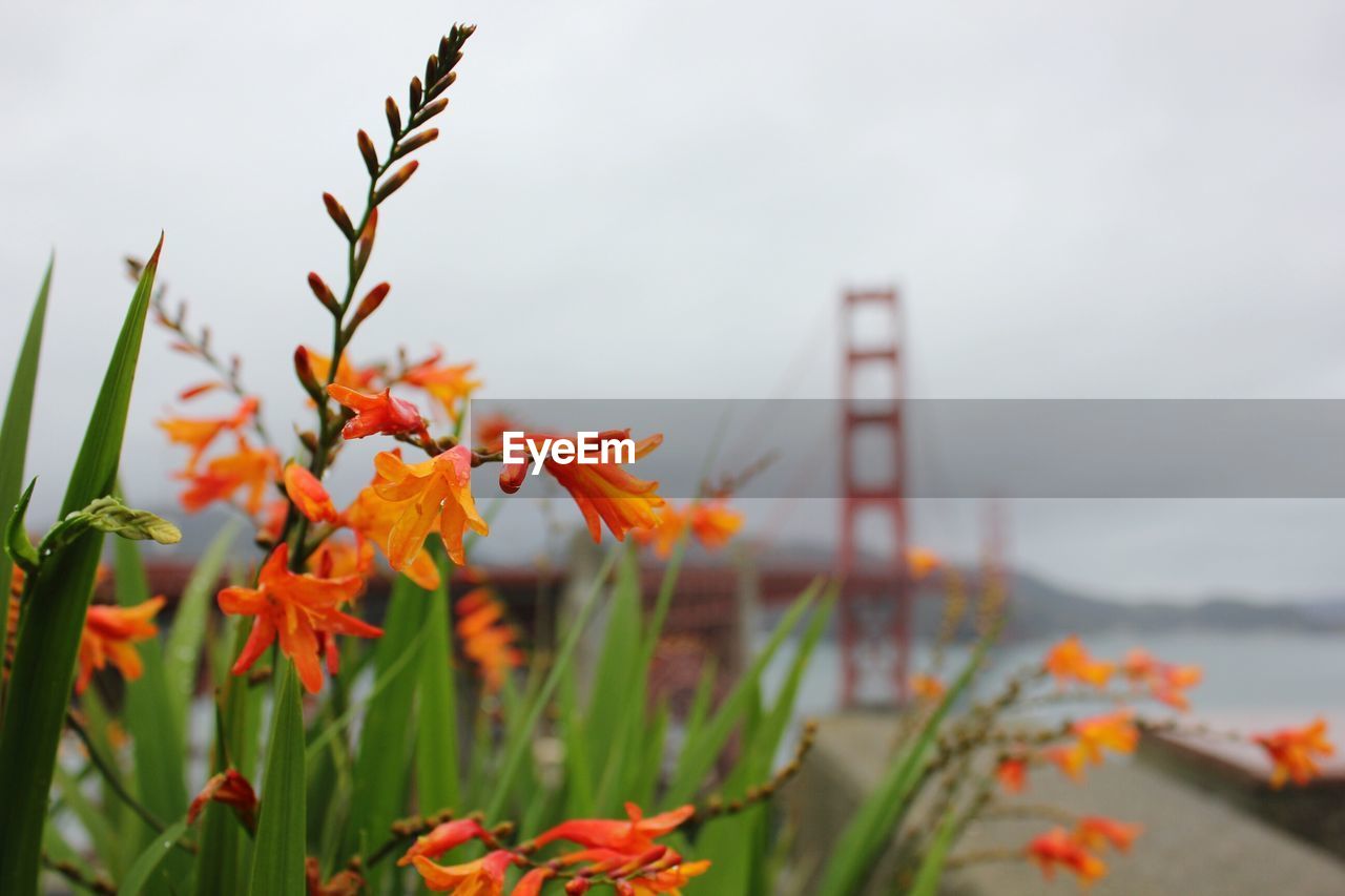 Close-up of flowers blooming against sky