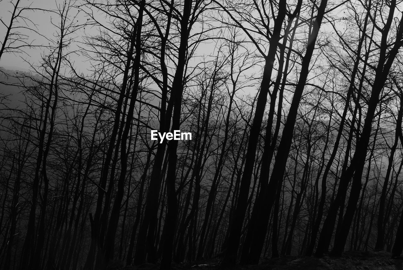 LOW ANGLE VIEW OF BARE TREES AGAINST THE SKY