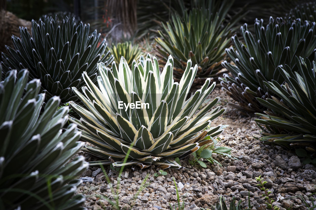 plant, nature, growth, no people, flower, beauty in nature, green, outdoors, land, agave, day, close-up, succulent plant, garden, cactus