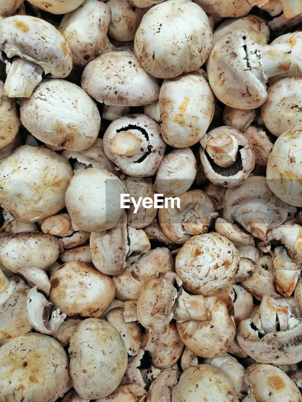 Full frame shot of mushrooms