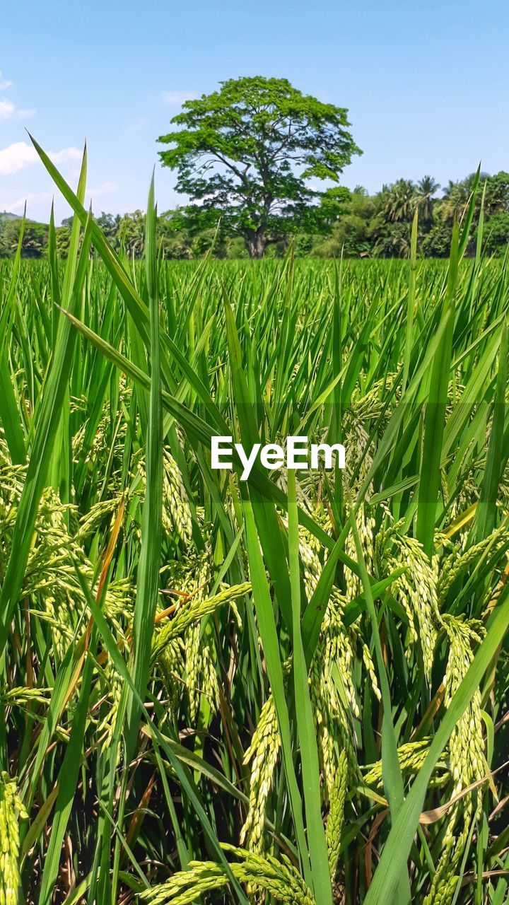 CLOSE-UP OF CORN FIELD