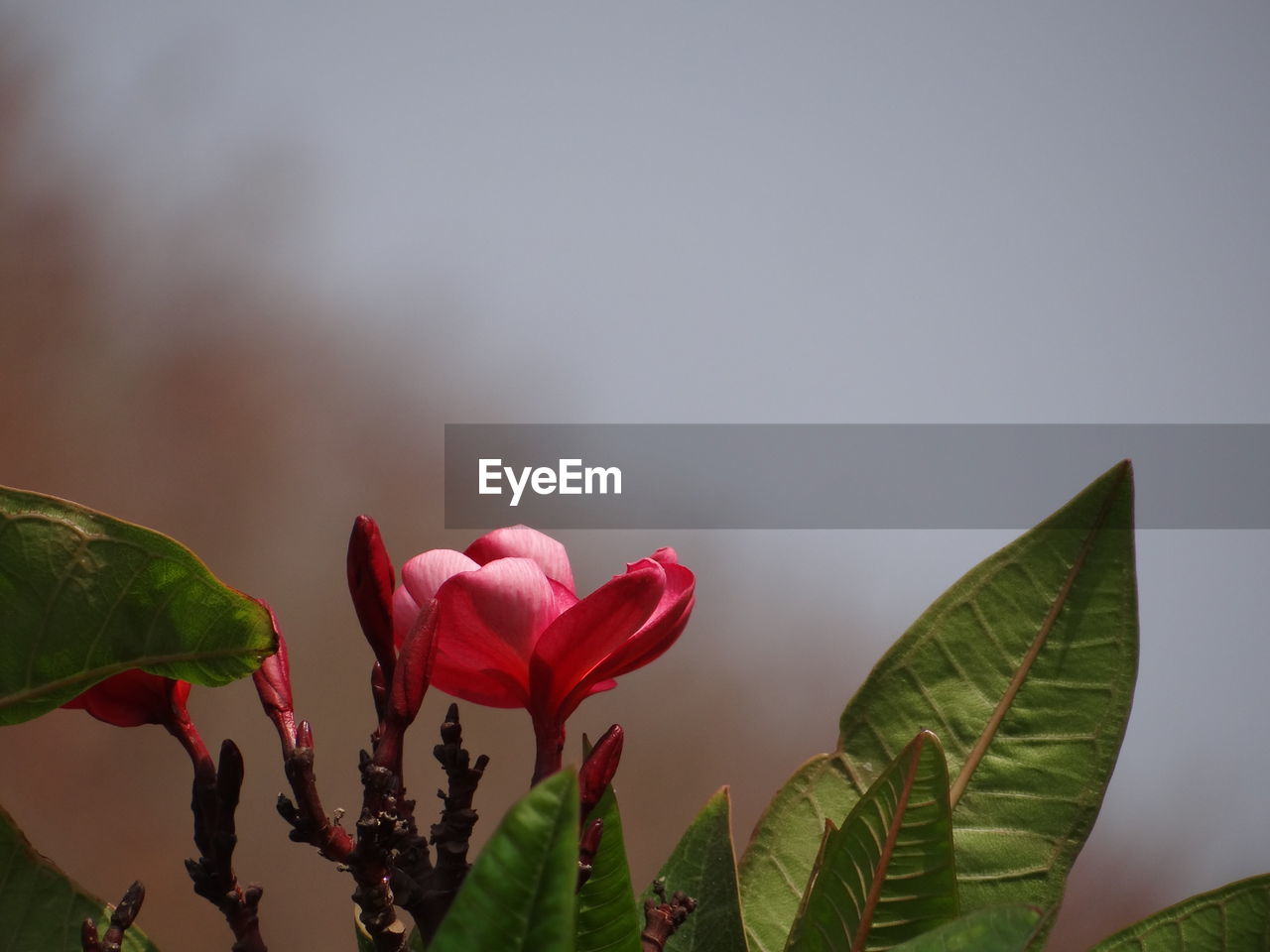 Close-up of red flowering plant