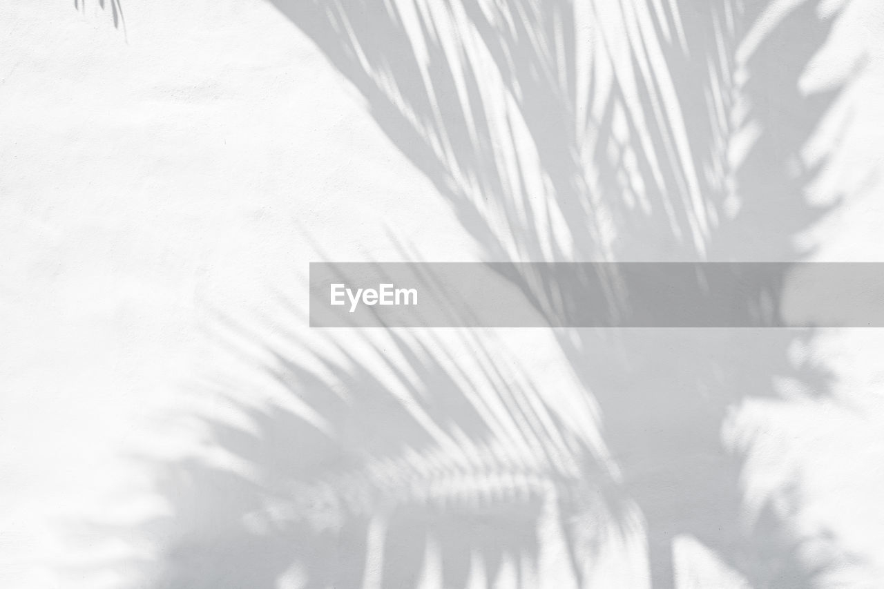 CLOSE-UP OF PALM TREES AND FEATHER
