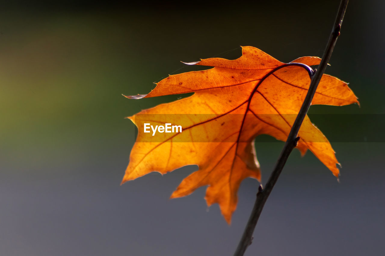 Colorful leaves in autumn and fall shine bright in the backlight and show their leaf veins