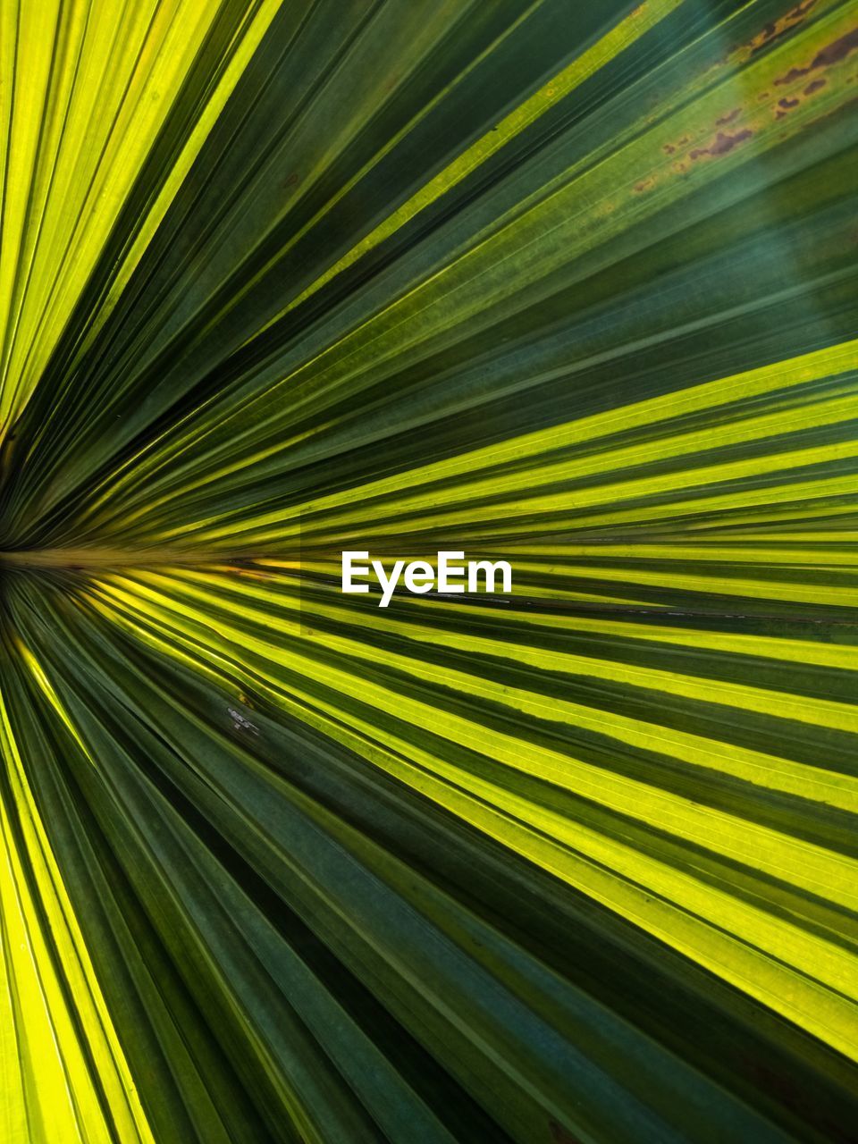 Full frame shot of palm leaf with shadow effect