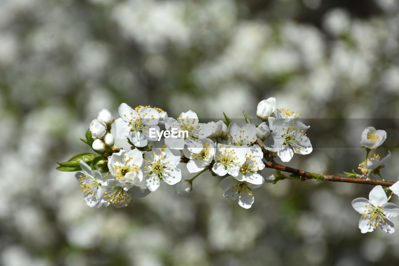 CLOSE-UP OF WHITE CHERRY BLOSSOMS ON BRANCH