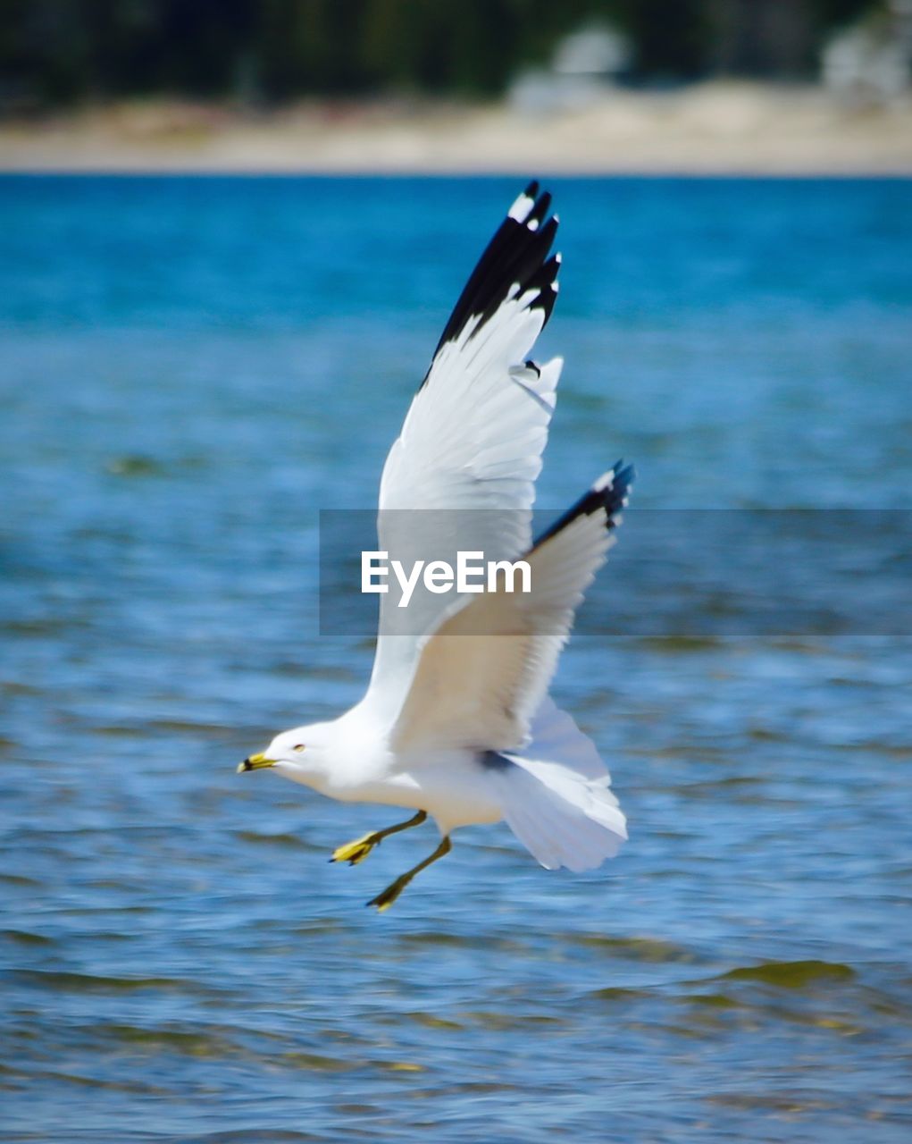 SEAGULLS FLYING OVER LAKE