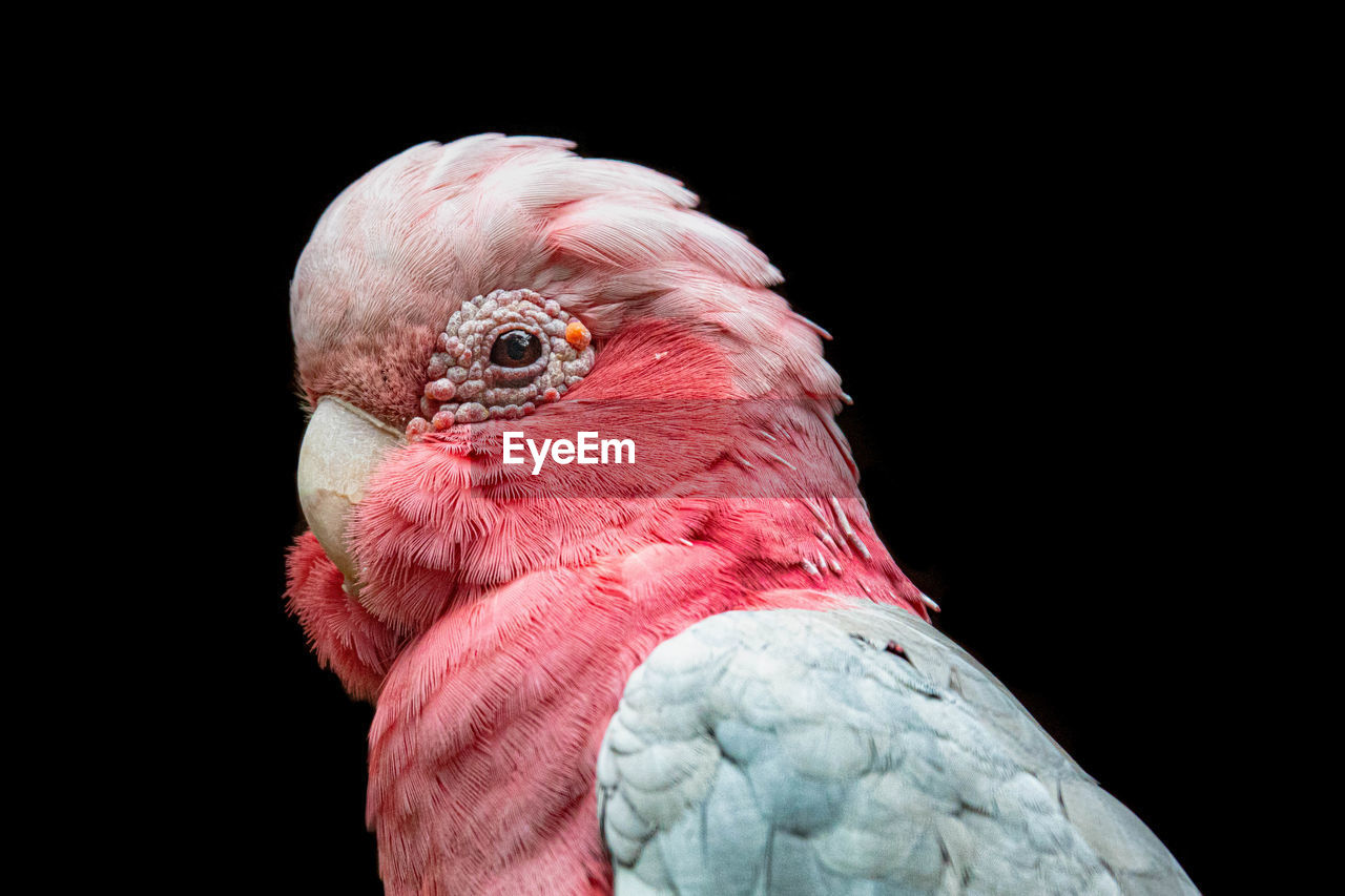 Close-up of a parrot