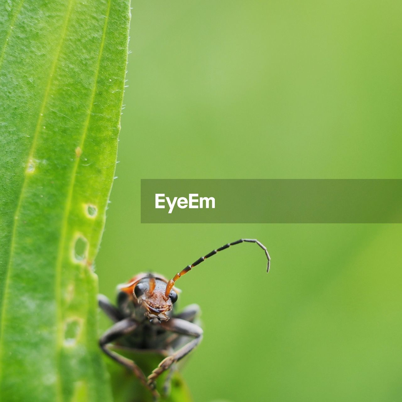 Close-up of insect on leaf