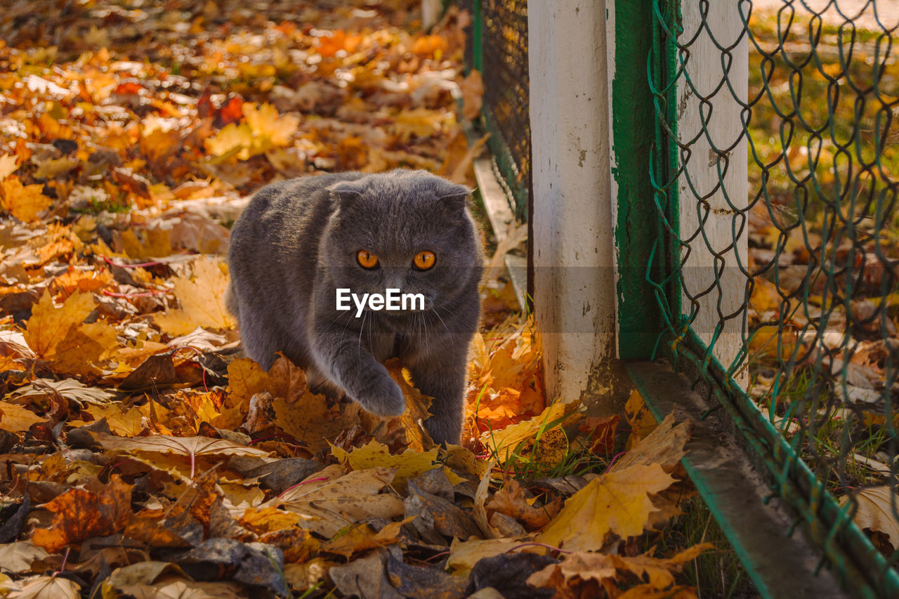 autumn, animal, animal themes, leaf, plant part, mammal, wildlife, one animal, animal wildlife, nature, fence, no people, looking at camera, outdoors, portrait, day, land