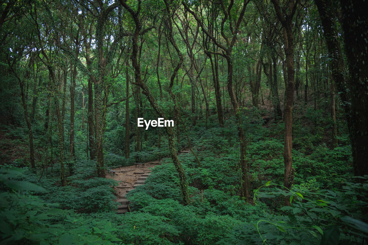 SCENIC VIEW OF FOREST