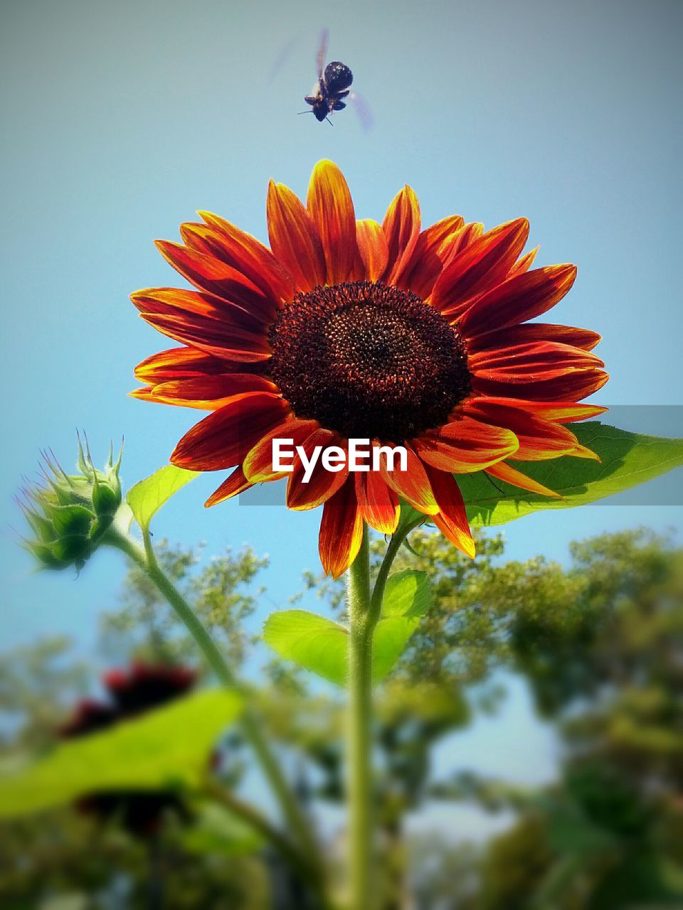 Low angle view of insect over sunflower against sky