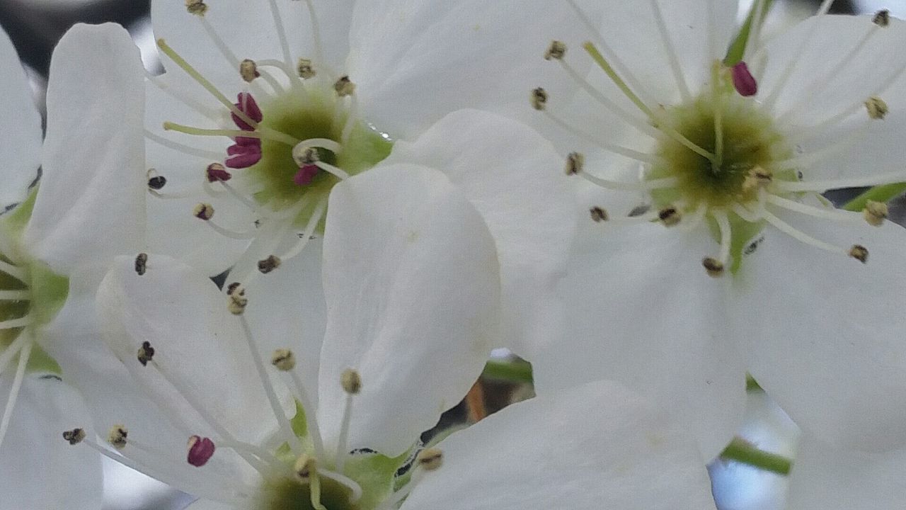 Close-up of pink flowers blooming in garden
