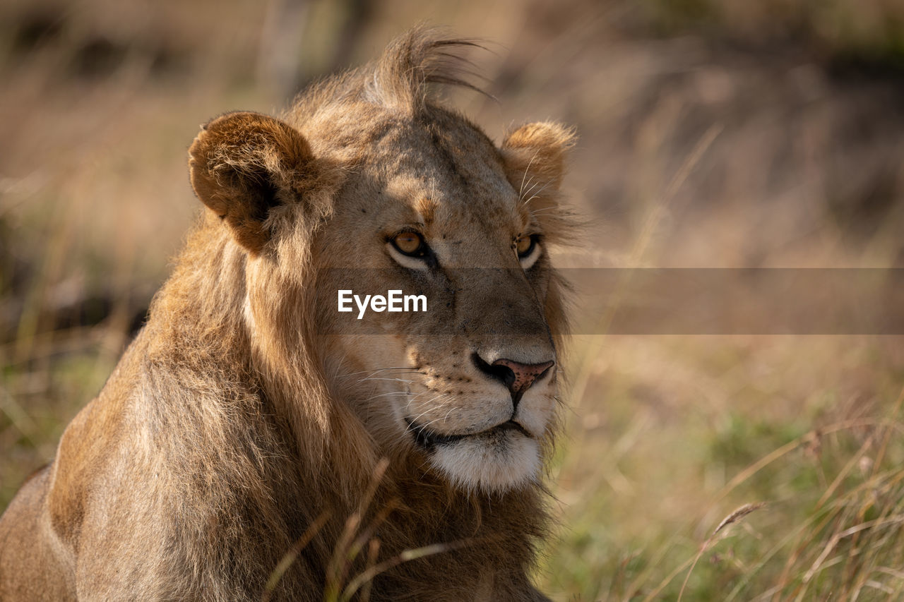 Close-up of male lion sitting in grass