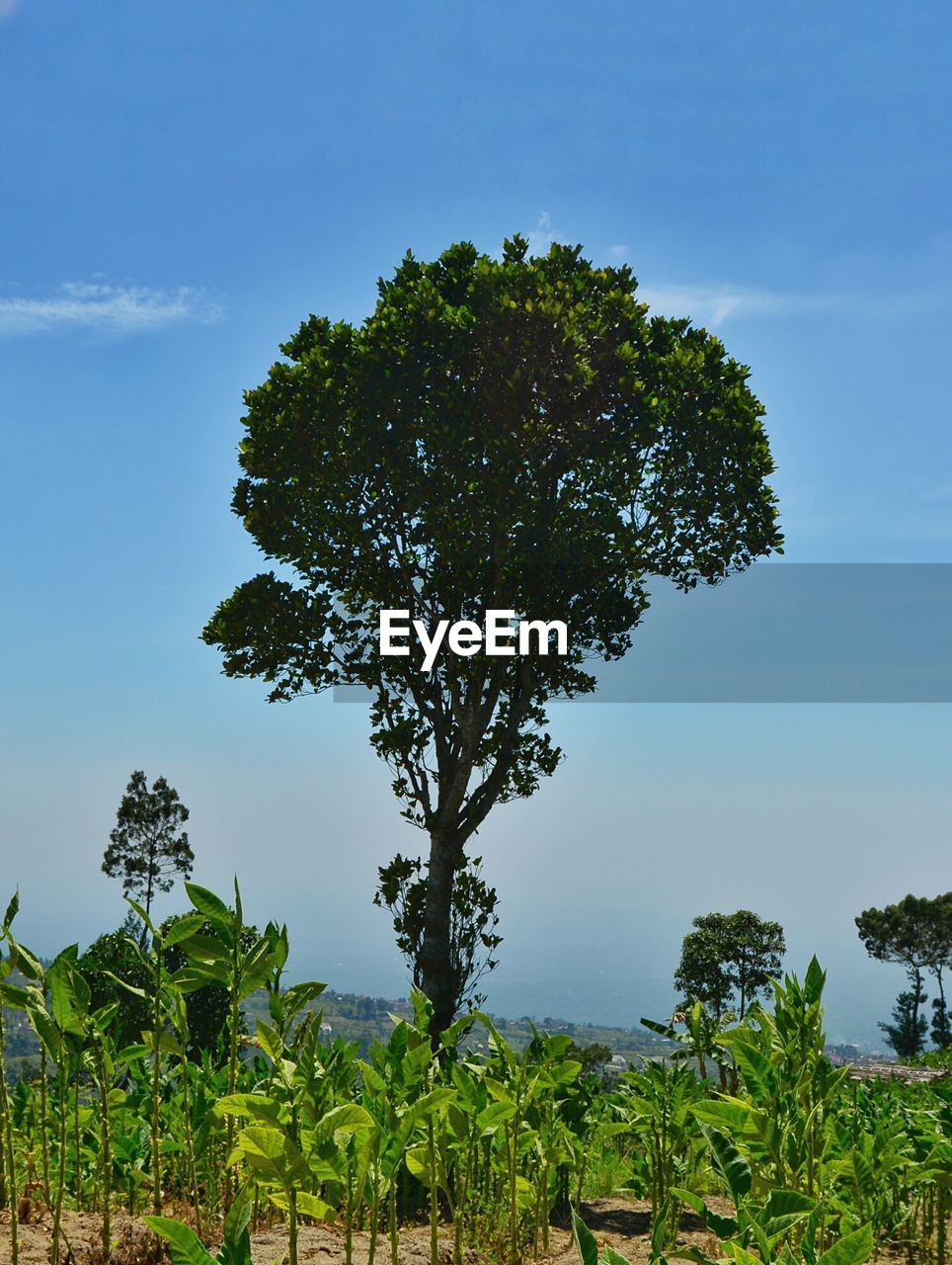 LOW ANGLE VIEW OF TREE AGAINST SKY