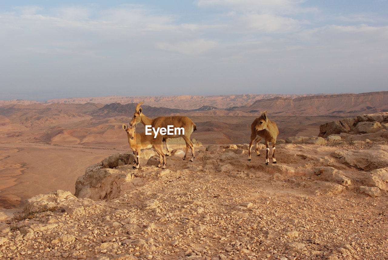 Ibex in mitzpe ramon on the edge of the crater machtesh ramon, israel