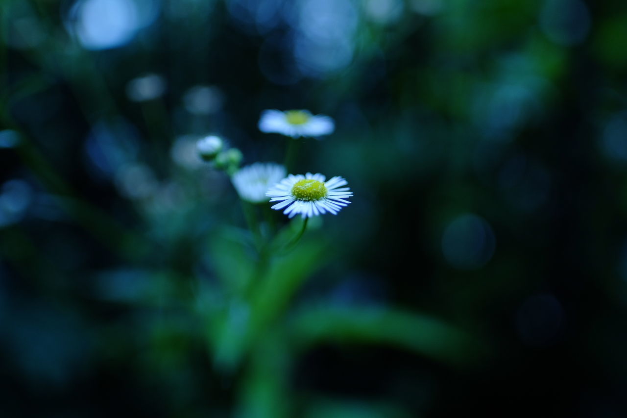 Close-up of daisy flowers blooming outdoors